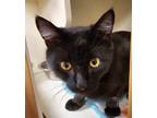 Adopt Jordie (Cat Cafe) a All Black Domestic Shorthair / Mixed Breed (Medium) /