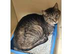 Adopt Rollo a Brown Tabby Domestic Shorthair / Mixed Breed (Medium) / Mixed