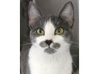 Adopt Katarina a Gray or Blue Domestic Shorthair / Mixed Breed (Medium) / Mixed