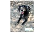 Adopt Bocage a Black Mixed Breed (Small) / Mixed Breed (Medium) / Mixed (short