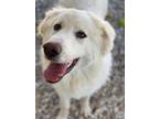 Adopt Champ a White Great Pyrenees / Mixed Breed (Medium) / Mixed (short coat)