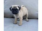 Adopt Baby Ruth a Tan/Yellow/Fawn Pug / Mixed (short coat) dog in Madison
