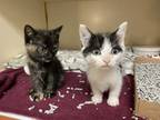 Adopt Sasha a All Black Domestic Shorthair / Mixed Breed (Medium) / Mixed (short