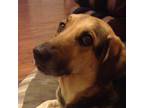 Adopt zzJelly a Tan/Yellow/Fawn Beagle / Mixed Breed (Medium) / Mixed (short