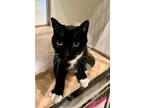 Adopt Mojo a All Black Domestic Shorthair / Mixed Breed (Medium) / Mixed (short