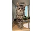 Adopt Robert a Brown Tabby Domestic Shorthair / Mixed Breed (Medium) / Mixed