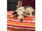 Adopt Wilfred a White Australian Shepherd / Mixed Breed (Medium) / Mixed (short