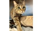 Adopt Gabby a Gray or Blue Domestic Shorthair / Mixed Breed (Medium) / Mixed