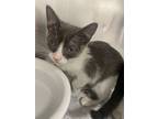 Adopt 23-1546C a Gray or Blue Domestic Shorthair / Mixed Breed (Medium) / Mixed