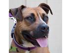 Adopt Xena Xulu a Tan/Yellow/Fawn Boxer / Mixed Breed (Medium) / Mixed (short