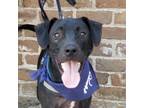 Adopt Dugan a Black Black Mouth Cur / Mixed Breed (Medium) / Mixed (short coat)