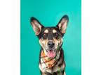 Adopt Benny Dean a Black Husky / Mixed Breed (Medium) / Mixed (short coat) dog