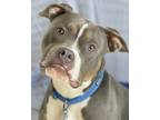Adopt Perseid a Black American Pit Bull Terrier / Mixed Breed (Medium) / Mixed