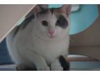 Adopt Daisy a White Domestic Shorthair / American Shorthair / Mixed (short coat)