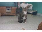 Adopt Desi a Gray or Blue Domestic Shorthair / Mixed Breed (Medium) / Mixed