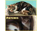 Adopt Patches a Brown Tabby Domestic Shorthair / Mixed Breed (Medium) / Mixed