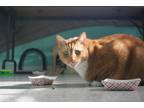 Adopt Julius a Orange or Red Domestic Shorthair / Mixed Breed (Medium) / Mixed