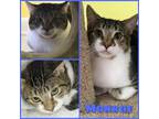 Adopt Monroe a Gray or Blue Domestic Shorthair / Mixed Breed (Medium) / Mixed