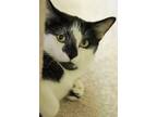Adopt Marilyn a All Black Domestic Shorthair / Mixed Breed (Medium) / Mixed