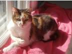 Adopt Muffy a Brown Tabby Domestic Shorthair / Mixed Breed (Medium) / Mixed