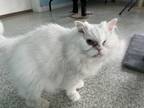 Adopt Perla a White Persian / Mixed Breed (Medium) / Mixed (short coat) cat in