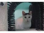 Adopt Rose a White Domestic Shorthair / American Shorthair / Mixed (short coat)