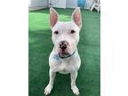 Adopt Burke a White American Staffordshire Terrier / Mixed Breed (Medium) /