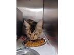 Adopt 23-1447C Fern a Brown Tabby Domestic Mediumhair / Mixed Breed (Medium) /