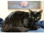 Adopt Domingo a All Black Domestic Mediumhair / Mixed Breed (Medium) / Mixed