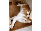 Adopt Carmine a White Domestic Shorthair / Mixed Breed (Medium) / Mixed (short