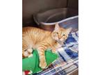 Adopt Pokey a Orange or Red Domestic Shorthair / Mixed Breed (Medium) / Mixed