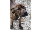 Adopt Zelda a Brindle Boxer / Mixed Breed (Medium) / Mixed (short coat) dog in