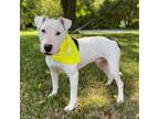 Adopt Mighty Moe a White Bull Terrier / Mixed Breed (Medium) / Mixed (short