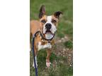 Adopt Pam III 22 a Tan/Yellow/Fawn American Pit Bull Terrier / Mixed Breed