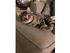 Adopt Chippy a Brown Tabby Domestic Shorthair / Mixed Breed (Medium) / Mixed