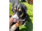 Adopt Buster a Black Australian Shepherd / Mixed Breed (Medium) / Mixed (short