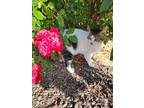 Adopt Tommy a White Sphynx / Mixed Breed (Medium) / Mixed (short coat) cat in