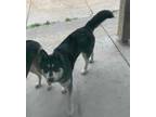 Adopt Luna a Black Husky / Mixed Breed (Medium) / Mixed (short coat) dog in