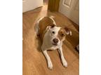 Adopt Buffy a White American Pit Bull Terrier / Mixed Breed (Medium) / Mixed