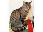 Adopt Barnie 01-25-14 a Brown Tabby Domestic Shorthair / Mixed Breed (Medium) /
