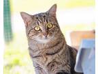 Adopt Molly 111121 a Brown Tabby Domestic Shorthair / Mixed Breed (Medium) /