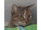 Adopt Eva 05-28-19 a Brown Tabby Domestic Shorthair / Mixed Breed (Medium) /