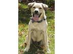 Adopt Ty-Ty a Tan/Yellow/Fawn American Pit Bull Terrier / Mixed Breed (Medium) /