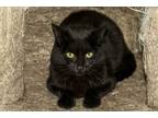 Adopt Darcy a All Black Domestic Shorthair / Mixed Breed (Medium) / Mixed (short