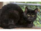 Adopt LuLu a All Black Domestic Shorthair / Mixed Breed (Medium) / Mixed (short