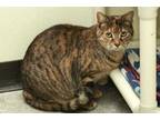 Adopt Bella a Brown Tabby Domestic Shorthair / Mixed Breed (Medium) / Mixed