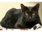 Adopt Ivan a All Black Domestic Shorthair / Mixed Breed (Medium) / Mixed (short
