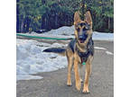 Adopt Lady a Brown/Chocolate German Shepherd Dog / Mixed Breed (Medium) / Mixed