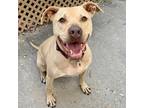 Adopt Frankie a Tan/Yellow/Fawn Labrador Retriever / Mixed Breed (Medium) /