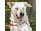 Adopt Willow 2 a White Labrador Retriever / Anatolian Shepherd / Mixed (short